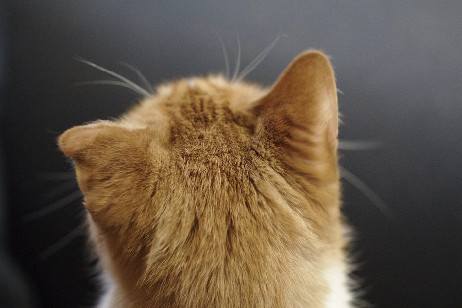 cat back jpg
