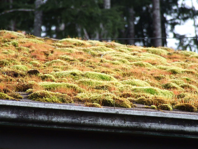 Mossy roof 2 image